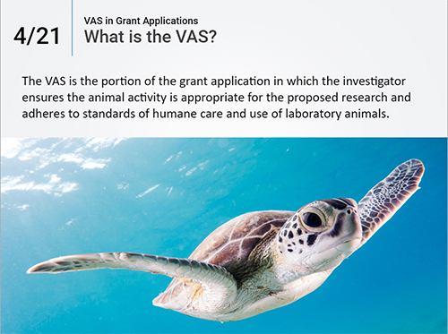 Image of a VAS thumbnail